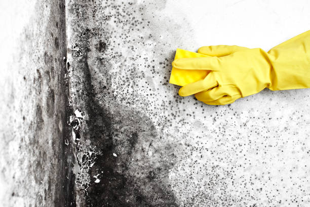 Professional Mold Removal in Florence, MS