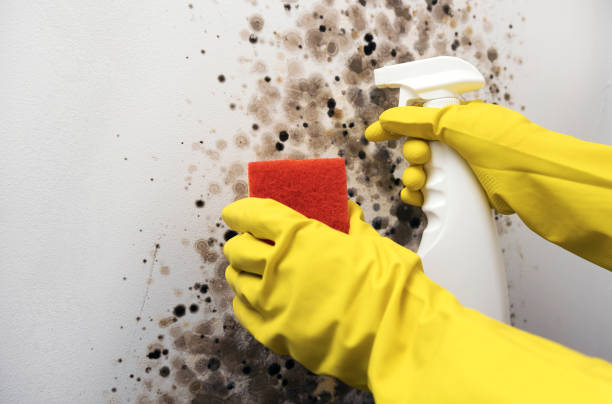 Office Mold Removal Services in Florence, MS