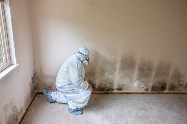 Mold Removal and Inspection in Florence, MS