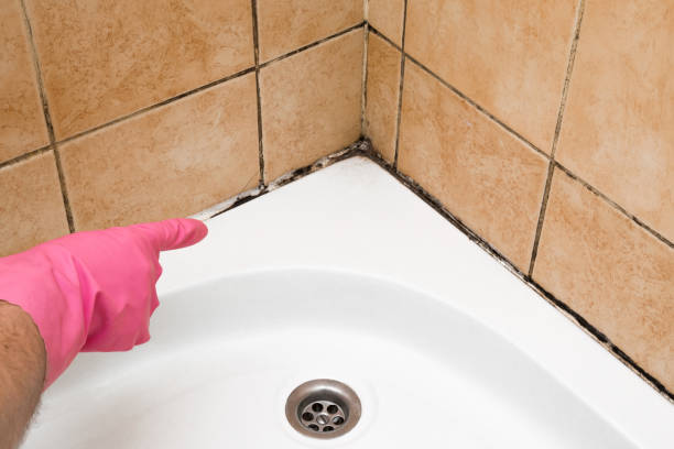 Best Toxic Mold Removal  in Florence, MS